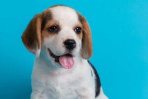 Alergias respiratórias nos cães: causas, sintomas e tratamentos