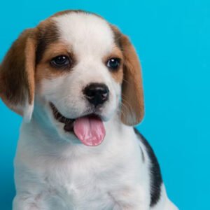 Alergias respiratórias no cachorro