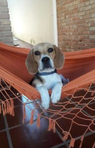 cachorro perde muito pelo