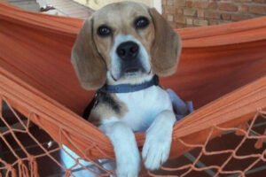 Meu cachorro perde muito pelo. Isso é normal?