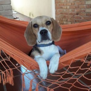 cachorro perde muito pelo