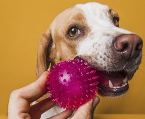 Dicas JP Adestramento