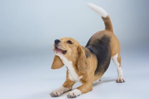 Posso ou não sair com meu cão para passear durante a quarentena?
