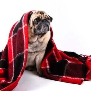 proteja do frio