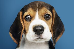 Os nomes de cachorro mais populares do Brasil