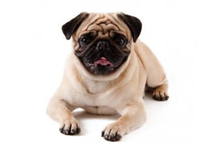 PUG