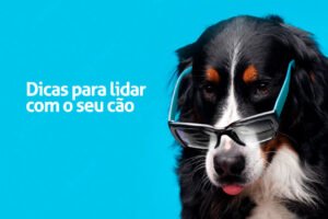Dicas para lidar com seu cão