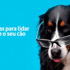 Dicas para lidar com seu cão