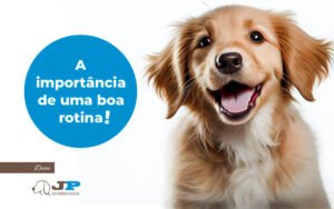 A importância de uma boa rotina