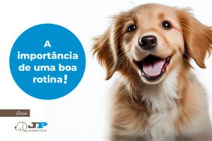 A importância de uma boa rotina!