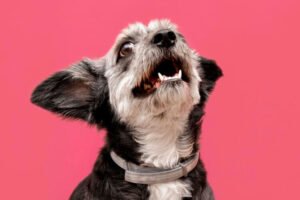 Por Que Meu Cachorro Late Tanto? Entenda as Causas, Vantagens e Como Resolver