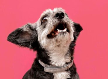 Por Que Meu Cachorro Late Tanto